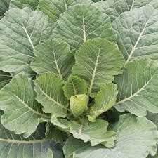 Collard Vegetable Seeds for Planting - heirloom & Non-GMO Seeds