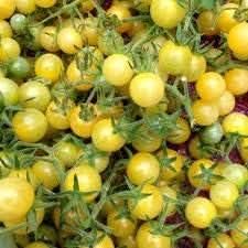 Light Yellow Tomato Solanum lycopersicum for planting in urban garden