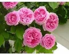 Heirloom Damask Rose Plant Seeds for Planting Non-GMO Garden Seeds Beautiful Flower Seeds for Growing Dhara Seeds