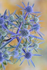 Eryngium Plant Seeds for Planting, 100 seeds for planting in home garden