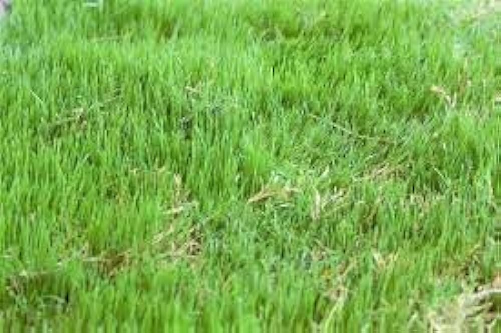 Broomsedge grass – Andropogon virginicus – native ornamental grass seed