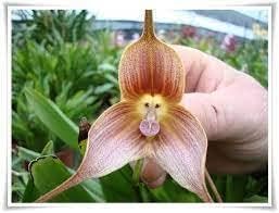 Light Pink Monkey Face Flower Seeds - 100 pcs