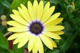 Osteospermum Flower Yellow Heirloom Non Gmo Image