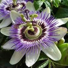 Heirloom Non-GMO Passionflower Seeds for Planting – Exotic Climbing Flowering Vine Seeds for planting in your garden.