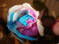 Tyrant Gold Rose Flower Heirloom Non Gmo Image