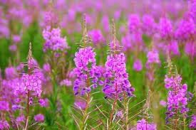 Epilobium Flower Seeds for Planting – Organic, Heirloom, Non-GMO Wildflower Seeds