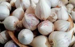 Clove Garlic Allium sativum seeds for garden planting