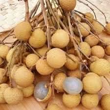 Longan Fruit Seeds - Grow Exotic Longan Trees for Sweet, Juicy Fruits