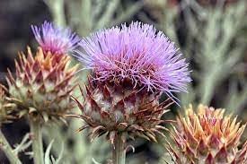 Cynara Flower Seeds for Planting - 100 pcs
