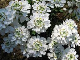 Heirloom Candytuft Flower Seeds, Non-GMO Fragrant Blooms for Planting