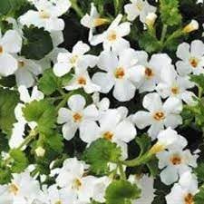 Bacopa Flower Seeds for Planting - 100 pcs