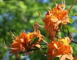 Heirloom Orange Azalea Flower Seeds for Garden Planting - NON GMO Garden Seeds Dhara Seeds