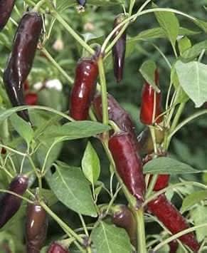 Light Brown Chili Seeds for Planting