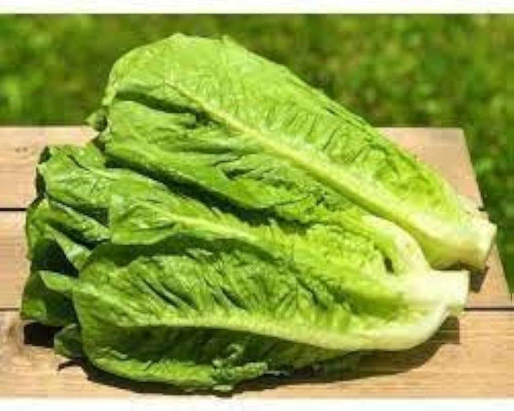 Lettuce Lactuca Sativa Cream Leafy Vegetable Seeds for Planting – Perfect for Balcony Garden and Kitchen Use