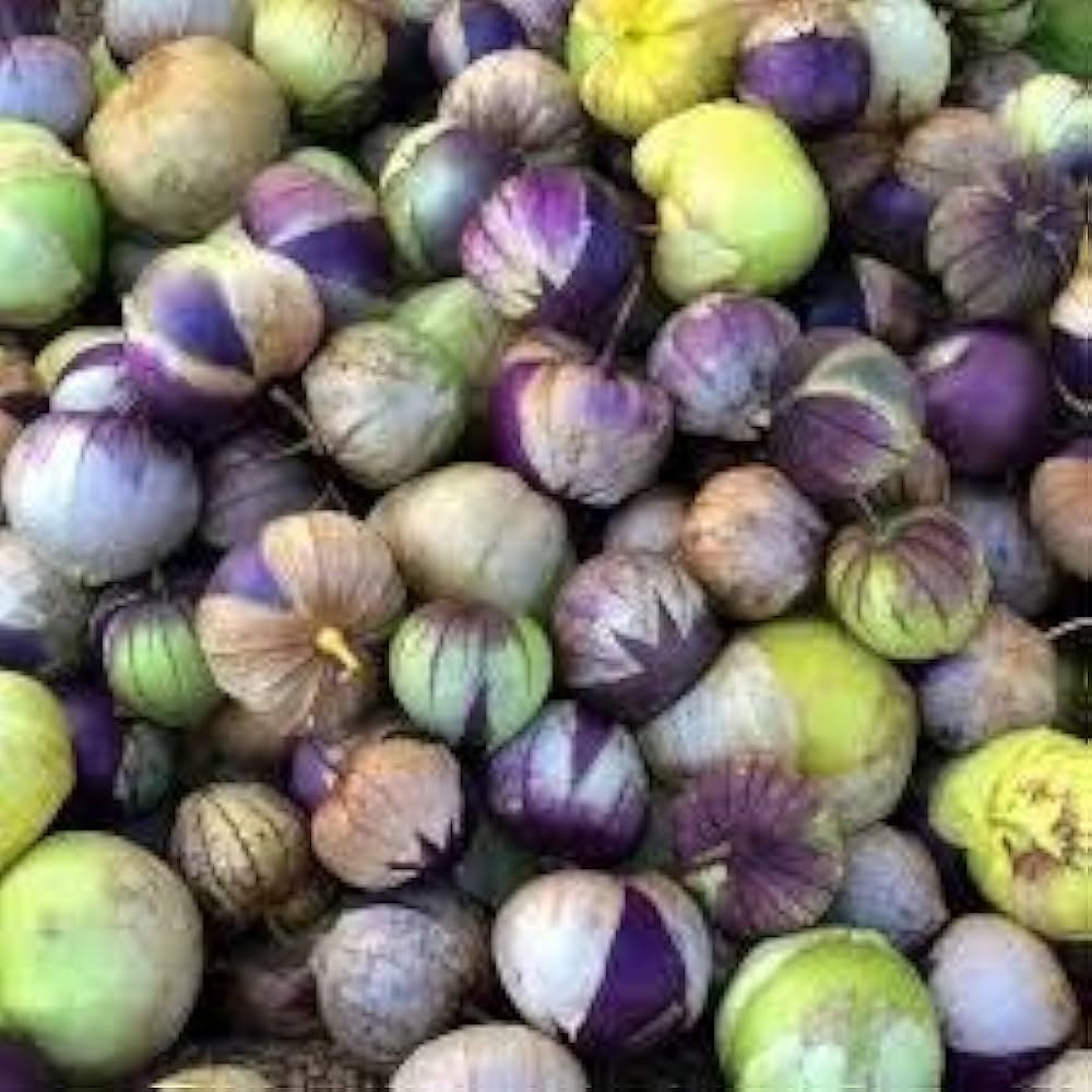 Milpero Lila Tomatillo Seeds for Planting vegetable patch