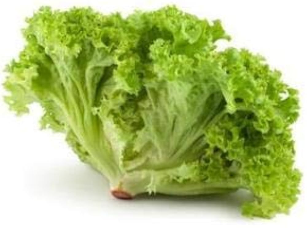 Lettuce Lactuca Sativa Grand Rapids Vegetable Seeds for Planting – Crisp Leaf Variety for Kitchen Garden and Salad Use