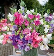 Bijou Flower Seeds for Planting – Fresh, Organic, Heirloom, Non-GMO Dwarf Garden Blooms for planting in your garden.