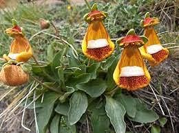 Calceolaria Uniflora Flower Heirloom Non Gmo Image
