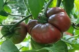 Tomato Seeds for Planting, Dark Maroon