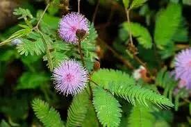 Mimosa Pudica Flower Seeds for Planting 100 Dhara Seeds