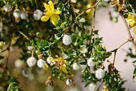 Creosote Heirloom Non Gmo Image