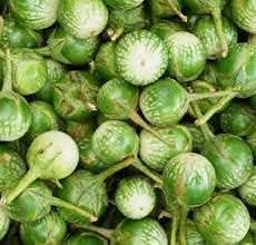 Thai Green Eggplant Solanum melongena seeds for container planting