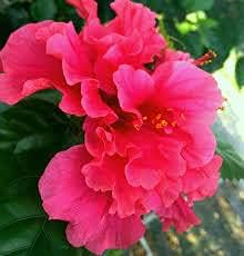 Double Pink Hibiscus Flower Heirloom Non Gmo Image