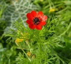Fern Flower Seeds for Garden Planting - heirloom & Non GMO Seeds Dhara Seeds