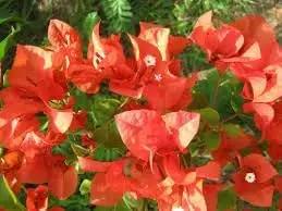 Bougainvillea Flower Seeds for Garden Planting - NON GMO Seeds Dhara Seeds