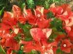 Bougainvillea Flower Seeds for Garden Planting - NON GMO Seeds Dhara Seeds