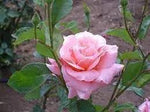 Rose Queen Elizabeth Plant Seeds for Planting Non-GMO Heirloom Garden Seeds for Growing Dhara Seeds