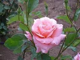 Rose Queen Elizabeth Plant Seeds for Planting Non-GMO Heirloom Garden Seeds for Growing Dhara Seeds