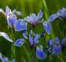 Blue Iris Flower Seeds for Garden Planting - NON GMO Seeds Dhara Seeds