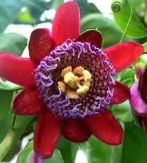 Riesengranadilla Flower Seeds for Planting – NON GMO Seeds Dhara Seeds