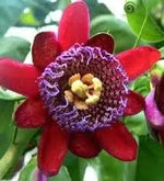 Riesengranadilla Flower Seeds for Planting – NON GMO Seeds for planting in home garden