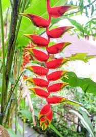 False Bird of Paradise Flower Seeds – Heirloom Non-GMO Seeds for Tropical and Ornamental Garden Planting - Bird for planting in home garden