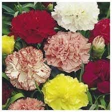 Carnation Flower Seeds Heirloom Non GMO Planting