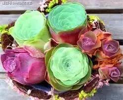 Greenovia Flower Seeds for Garden Planting - NON GMO Seeds Dhara Seeds
