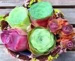 Greenovia Flower Seeds for Garden Planting - NON GMO Seeds Dhara Seeds