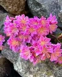 Lewisia Flower Seeds for Garden Planting - NON GMO Seeds Dhara Seeds