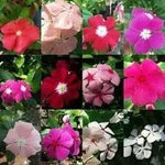 Vinca Periwinkle Flower Seeds for Planting - NON GMO Seeds for planting in home garden