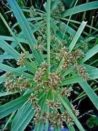 Umbrella Heirloom Non Gmo Image