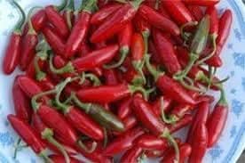 Apache Chili Pepper Seeds for Planting