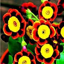 Tricolor Petunia Flower Heirloom Non Gmo Image