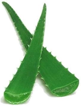 Medium Aloe Vera Leaf Cm Heirloom Non Gmo Image