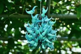Jadewein Flower Seeds for Planting 100 seeds for planting in home garden