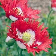 Danish Flower Seeds for Planting 100 -Hierloom Flower Seeds - Flower for planting in home garden