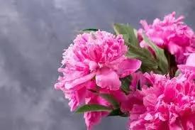 Carnations Flower Seeds for Garden Planting - NON GMO Seeds for planting in home garden