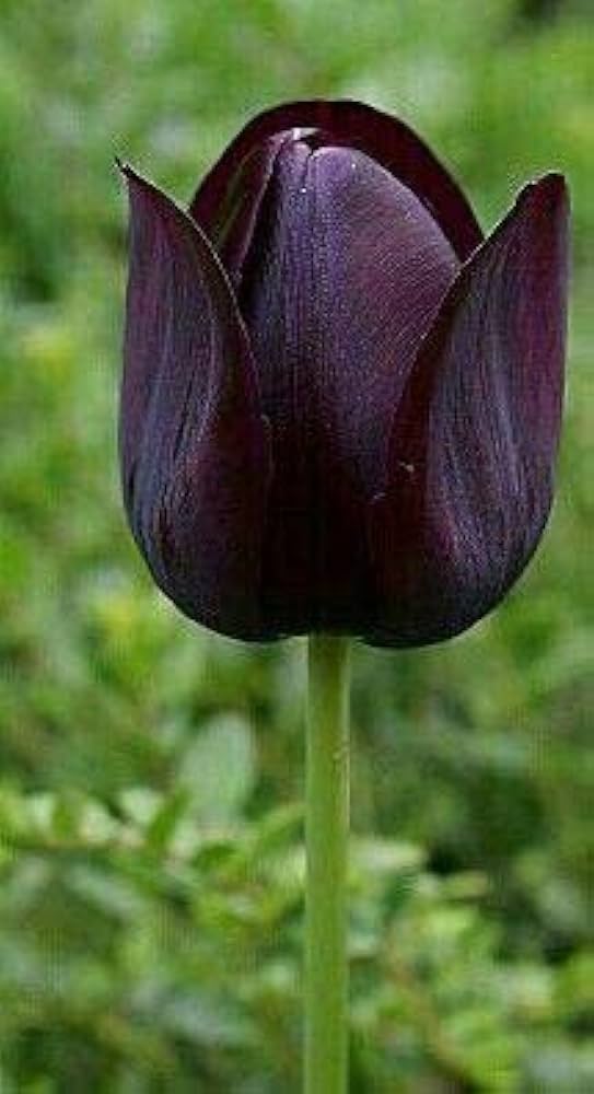 Double Early Tulip Bulbs for Planting Schoo Variety Spring Flower Beds