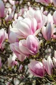 Soulangeana Flower Seeds for Planting - 100 pcs
